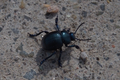 Kleiner Tatzenkäfer (Timarcha goettingensis)