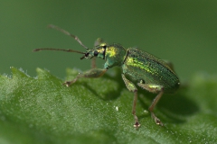 Laubholz-Grünrüssler (Phyllobius arborator)