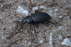 Lederlaufkäfer (Carabus coriaceus)