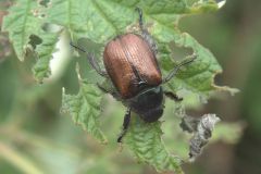 Gartenlaubkäfer (Phyllopertha horticola)