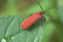 Scharlachroter Netzkäfer (Dictyopterus aurora)