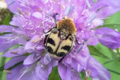 Gebänderter Pinselkäfer (Trichius fasciatus)