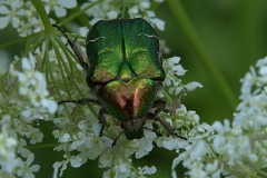 Rosenkäfer (Cetonia aurata)