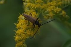 Rothalsbock (Stictoleptura rubra) M