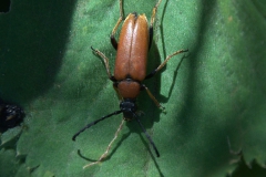 Rothalsbock (Stictoleptura rubra) W