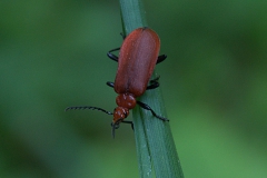 Rotköpfiger Feuerkäfer (Pyrochroa serraticornis)