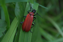 Scharlachroter Feuerkäfer (Pyrochroa coccinea)