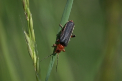 Variabler Weichkäfer (Cantharis livida)