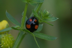 Vierfleckiger Kugel-Marienkäfer (Brumus quadripustulatus)