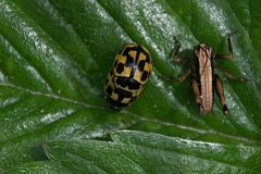 Marienkäfer (Propylea quatuordecimpunctata)