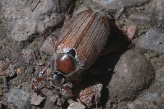 Waldmaikäfer (Melolontha hippocastani)