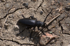 Weberbock (Lamia textor)