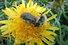 Zottige Rosenkäfer (Tropinota hirta)
