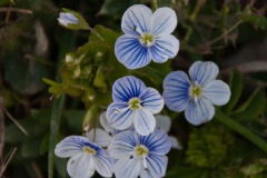 Unbekannter Ehrenpreis (Veronica indet.)