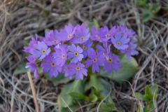 Mehlprimel (Primula farinosa)