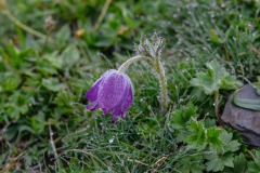 Frühlings-Kuhschelle (Pulsatilla vernalis)