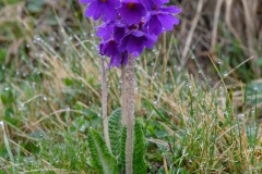 Kaukasus-Primel (Primula amoena)