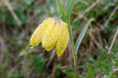 Schwefelgelbe Schachblume (Fritillaria collina)