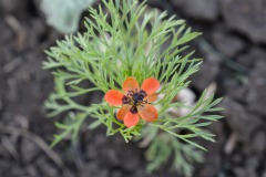 Sommer-Adonisröschen (Adonis aestivalis)