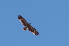 Kaiseradler (Aquila heliaca)