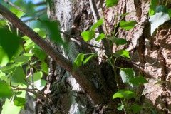 Zwergohreule (Otus scops)