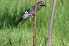 Eichelhäher (Garrulus glandarius krynicki)