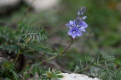 Unbekannter Ehrenpreis (Veronica indet.)