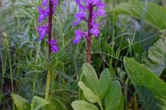 Stattliches Knabenkraut (Orchis mascula)