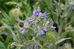 Schmalblättriges Lungenkraut (Pulmonaria angustifolia)