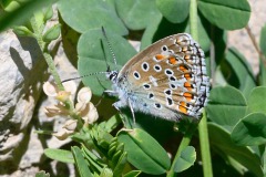 Himmelblauer Bläuling (Lysandra bellargus)