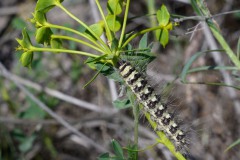 Eselswolfsmilch-Striemeneule (Simyra dentinosa)