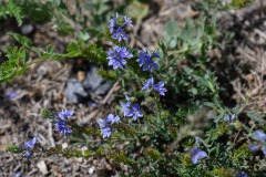 Unbekannter Ehrenpreis (Veronica indet.)