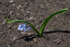 Zweiblättriger Blaustern (Scilla bifolia)