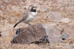 Östliche Ohrenlerche (Eremophila alpestris penicillata)