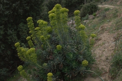 Palisaden-Wolfsmilch (Euphorbia characias)