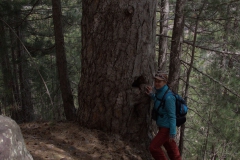 Korsische Schwarzkiefer (Pinus nigra subsp. laricio)