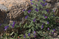 Wegerichblättriger Natternkopf (Echium plantagineum)