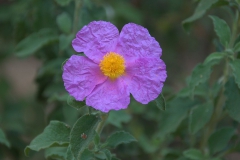 Kretische Zistrose (Cistus creticus)