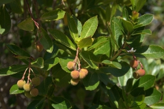 Westlicher Erdbeerbaum (Arbutus unedo)