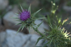 Mariendistel (Silybum marianum)