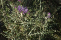 Milchfleckdistel (Galactites tomentosa)