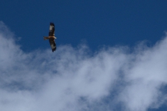 Rotmilan (Milvus milvus)