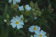 Montpellier-Zistrose (Cistus monspeliensis)