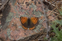 Kleiner Feuerfalter (Lycaena phlaeas)