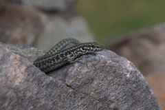 Tyrrhenische Mauereidechse (Podarcis tiliguerta)
