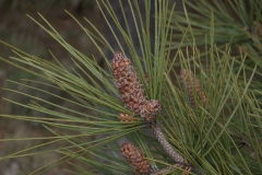 Aleppo-Kiefer (Pinus halepensis)