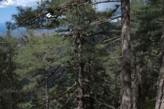 Foret de Bonifatu