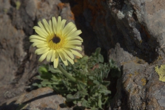 Weichhaariges Schwefelkörbchen (Urospermum dalechampii)