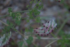 Ranken-Erdrauch (Fumaria capreolata)