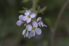 Europäischer Meersenf (Cakile maritima)